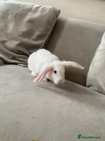 Mini Lop rabbits - Advert 15