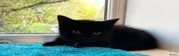 Mixed Breed cats for sale: Three chilled out goofballs - Advert 20