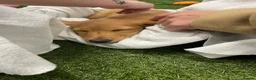 Miniature Dachshund dogs for sale: READYNOW KC cream L/H Health tested Mini Dachshund - Advert 7