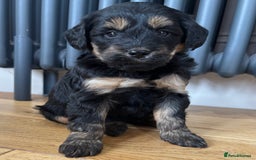 Labradoodle dogs for sale: Gorgeous f1b Labradoodle Puppies KC Parents - Advert 8