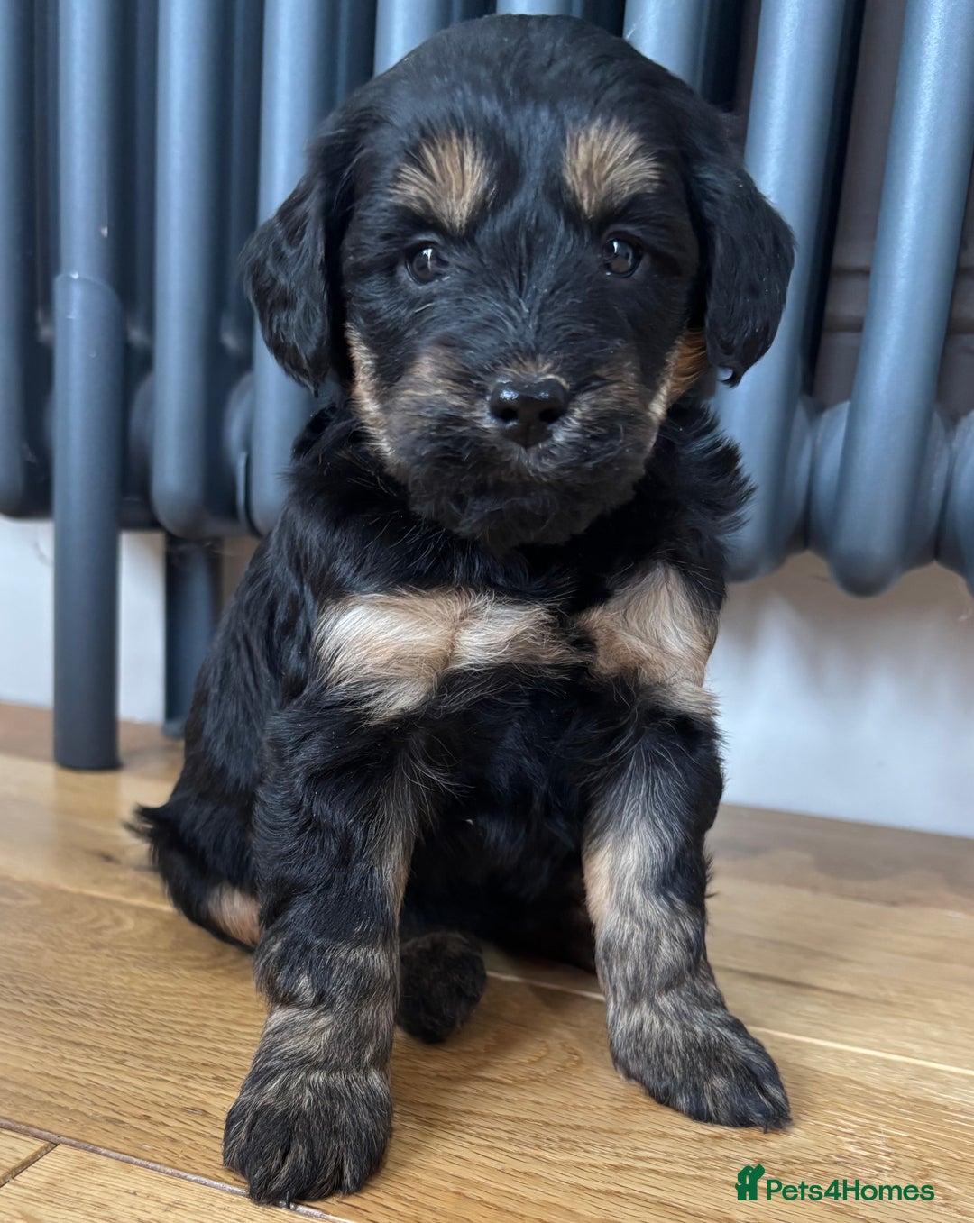 Labradoodle dogs for sale: Gorgeous f1b Labradoodle Puppies KC Parents - Advert 8