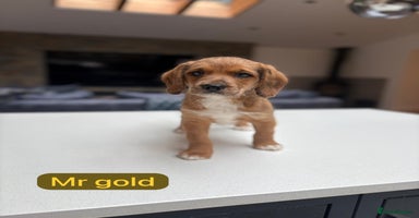 Mixed Breed dogs - Advert 8