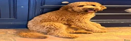 Mixed Breed dogs for sale: 6 month old Mini Pyredoodle  - Advert 4