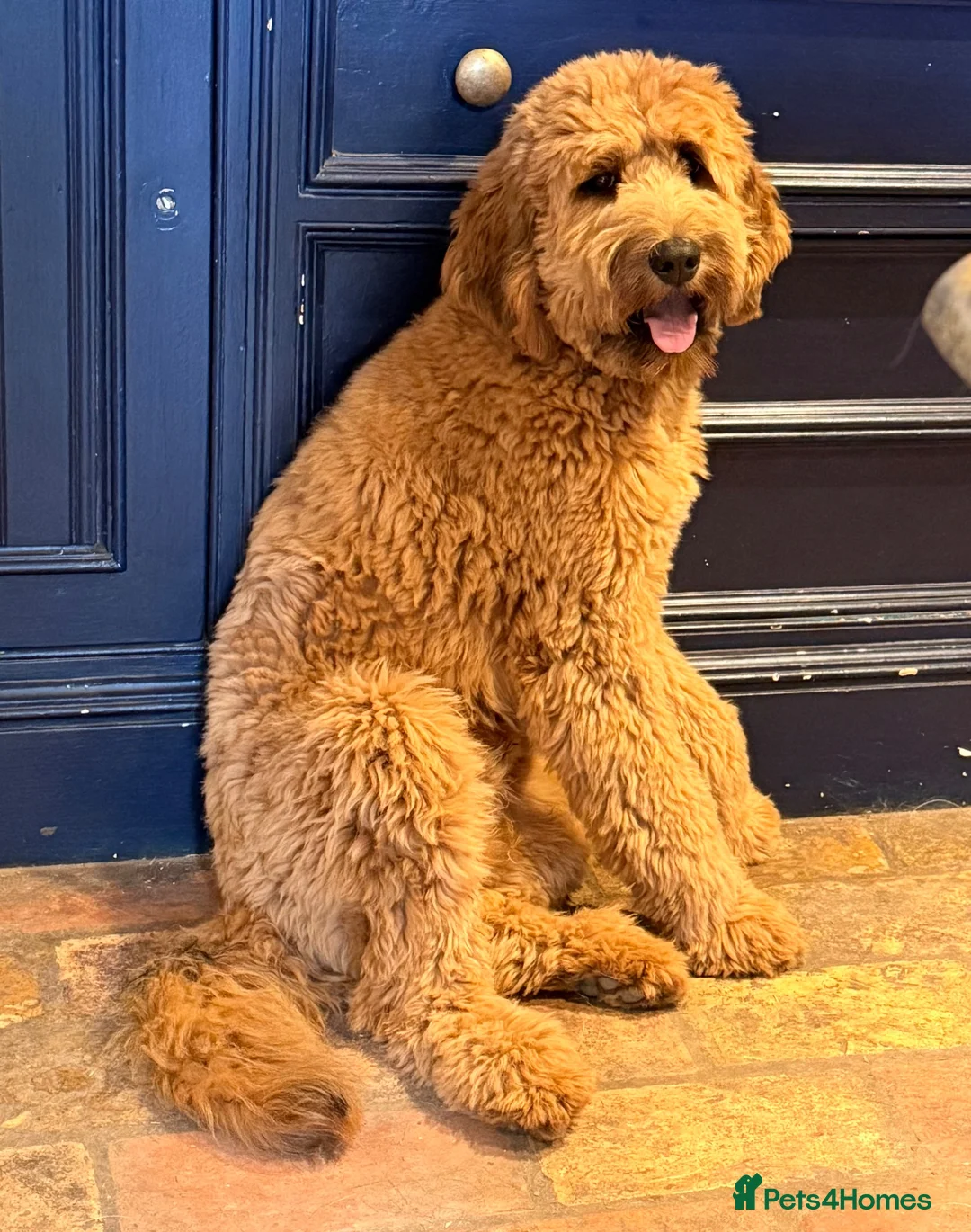 Mixed Breed dogs for sale: 6 month old Mini Pyredoodle  - Advert 4