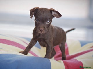 Patterdale Terrier dogs 5⭐️RATED LICENSED AND REGISTERED - Advert 15