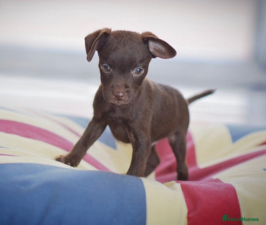 Patterdale Terrier dogs 5⭐️RATED LICENSED AND REGISTERED - Advert 1