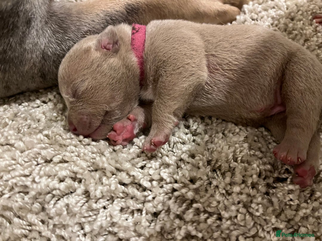 American Bull Staffy dogs for sale: 10 pocket bully - Image 8