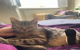 Aegean cats for sale: Cuddles - Image 1