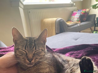 Aegean cats - Advert 1