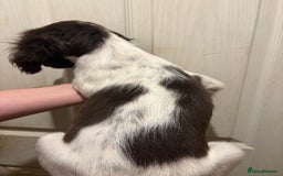 Sprocker dogs for sale: 8 glorious sprocker pups  - Image 17