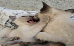 Siamese cats for sale: Old Style Siamese Kittens. Raised with love & care - Image 33