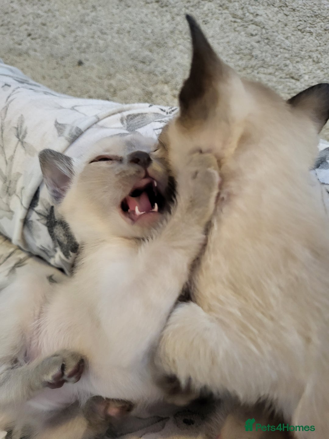 Siamese cats for sale: Old Style Siamese Kittens. Raised with love & care - Image 33