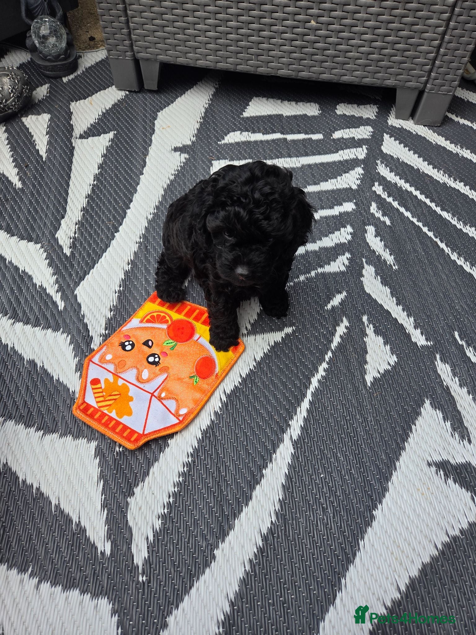 Cavapoo dogs Cavapoo girl  - Advert 10