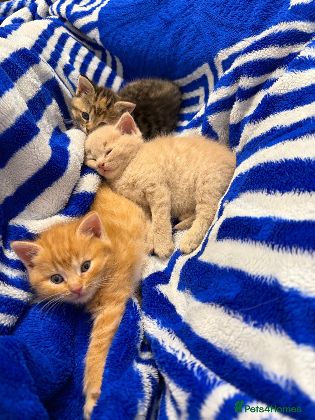 Mixed Breed cats for sale: 5 beautiful kitties  - Advert 2