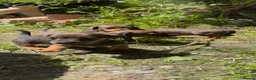 Miniature Dachshund dogs for sale: KC reg miniature smooth dachshund in Warminster - Advert 10