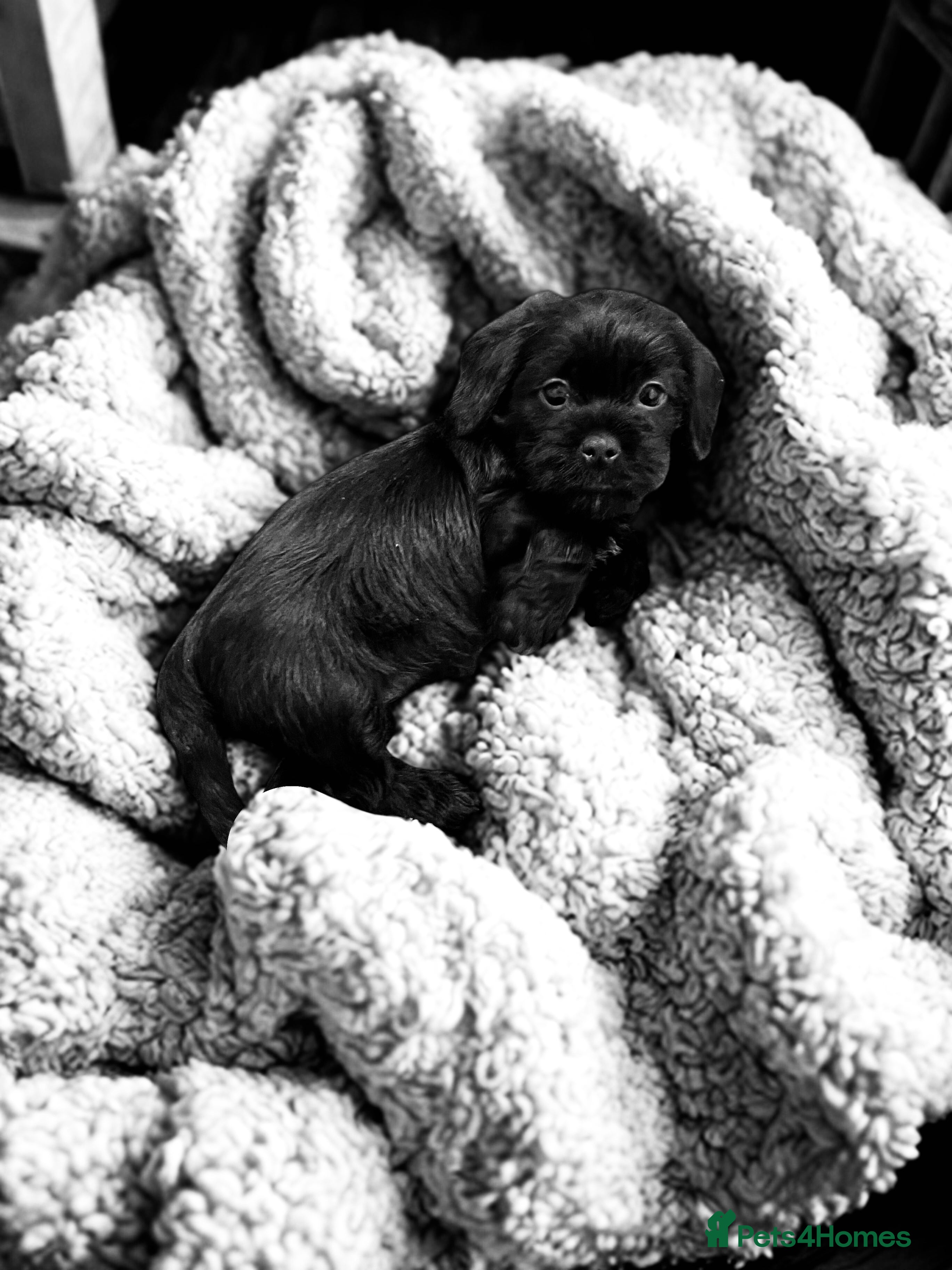 Mixed Breed dogs Shihtzu x mini wire daxi adorable  - Advert 5