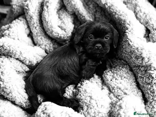 Mixed Breed dogs Shihtzu x mini wire daxi adorable - Advert 6