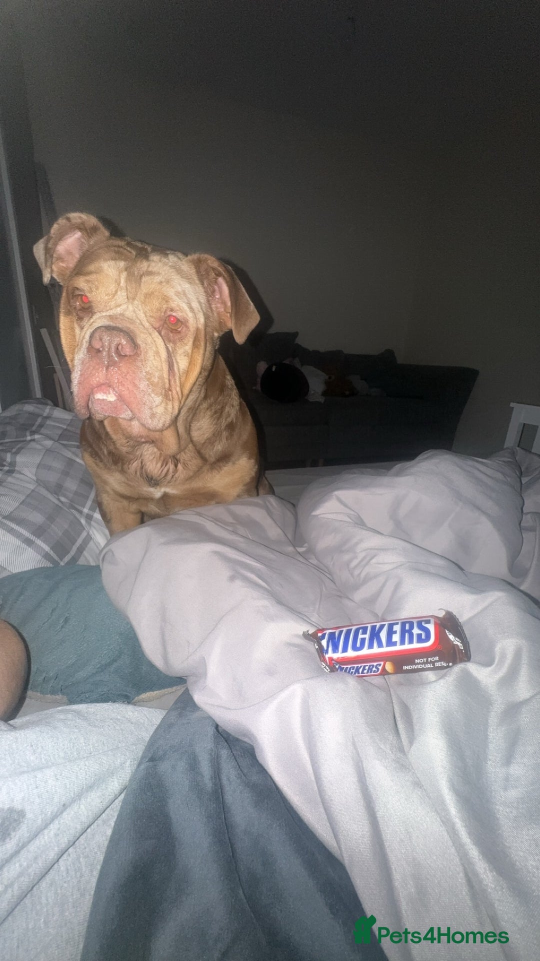 Dorset Olde Tyme Bulldogge dogs for sale: beautiful chocolate tri merle female  - Image 2