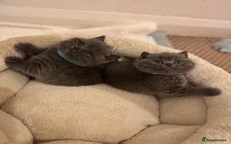 British Shorthair cats for sale: British Shorthair Blue 3 Girls GCCF registered  - Image 13