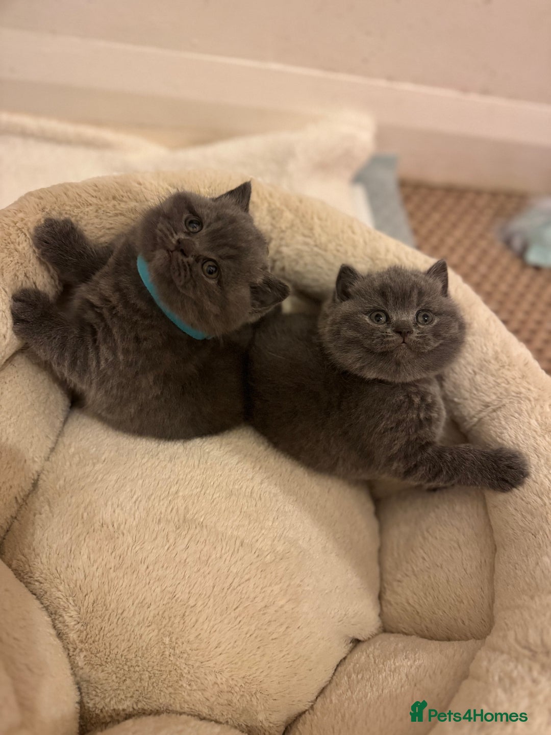 British Shorthair cats for sale: British Shorthair Blue 3 Girls GCCF registered  - Image 13