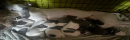 Mixed Breed dogs for sale: 8 stunning Italian greyhound x whippet puppies !!  - Advert 10