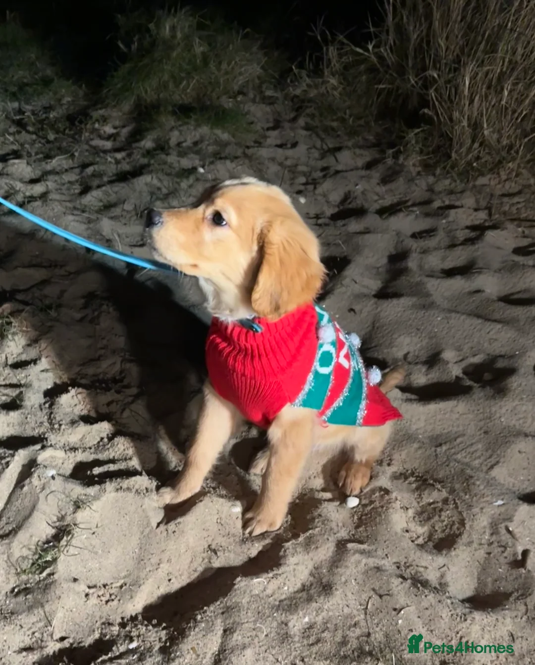 Golden Retriever dogs for sale: Beautiful kc reg golden retriever boy - Advert 5