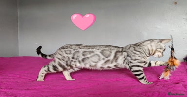Bengal cats in Saint Helens - Advert 12