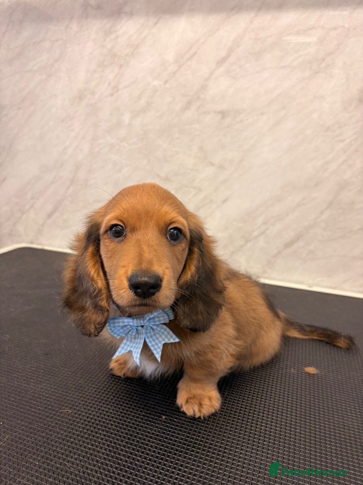 Miniature Dachshund dogs Beautiful Longhair Miniature Dachshund Male - Advert 16