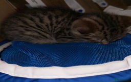 Toyger cats for sale: Toyger kittens  - Advert 8