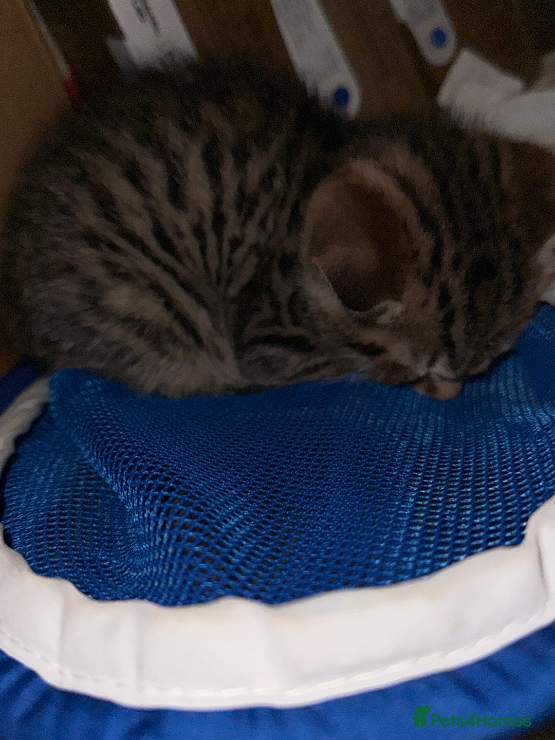 Toyger cats for sale: Toyger kittens  - Advert 8