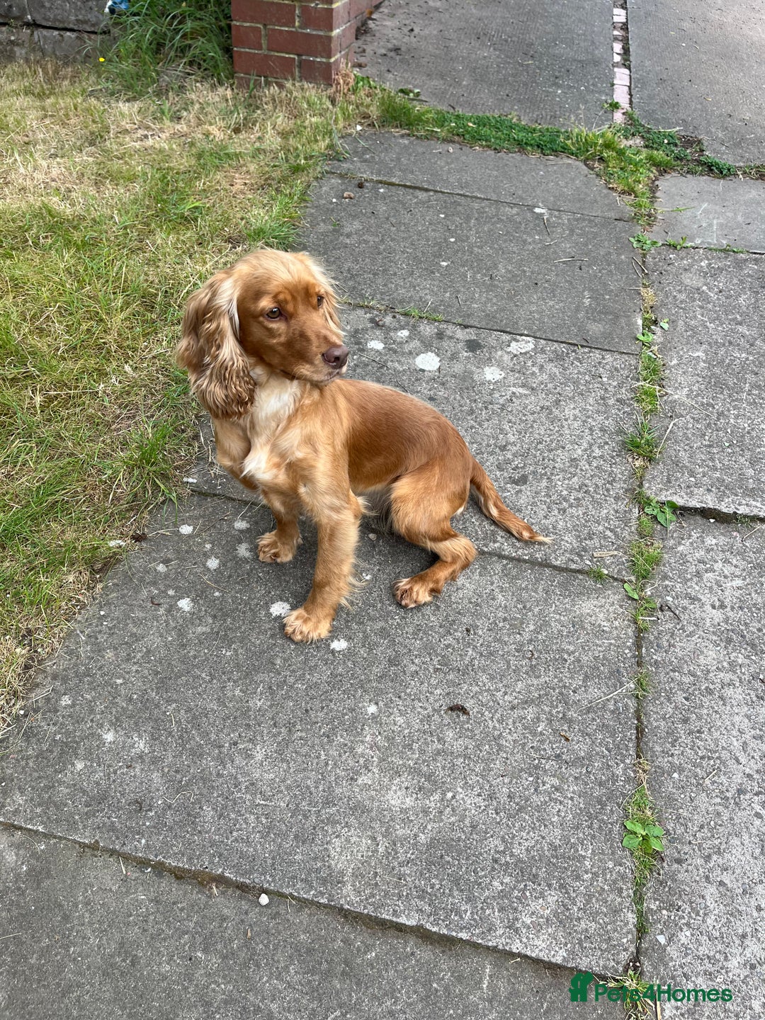 Cockapoo dogs for sale: GORGEOUS F1 MERLE COCKAPOOS HEALTH TESTED PARENTS - Image 11
