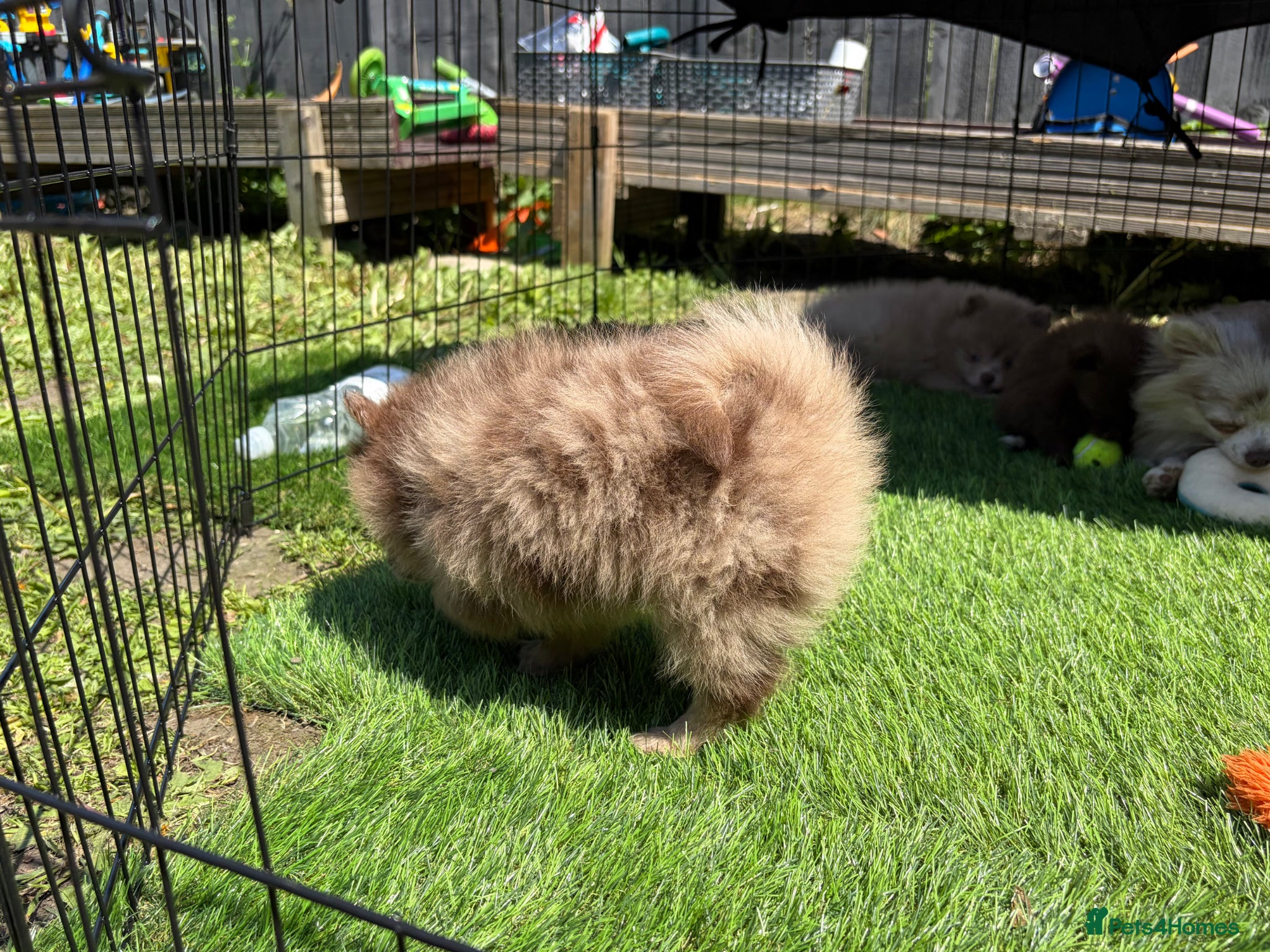 Pomeranian dogs READY NOW! DNA 100% POM!🧬HEALTH TESTED!🧬 - Advert 17