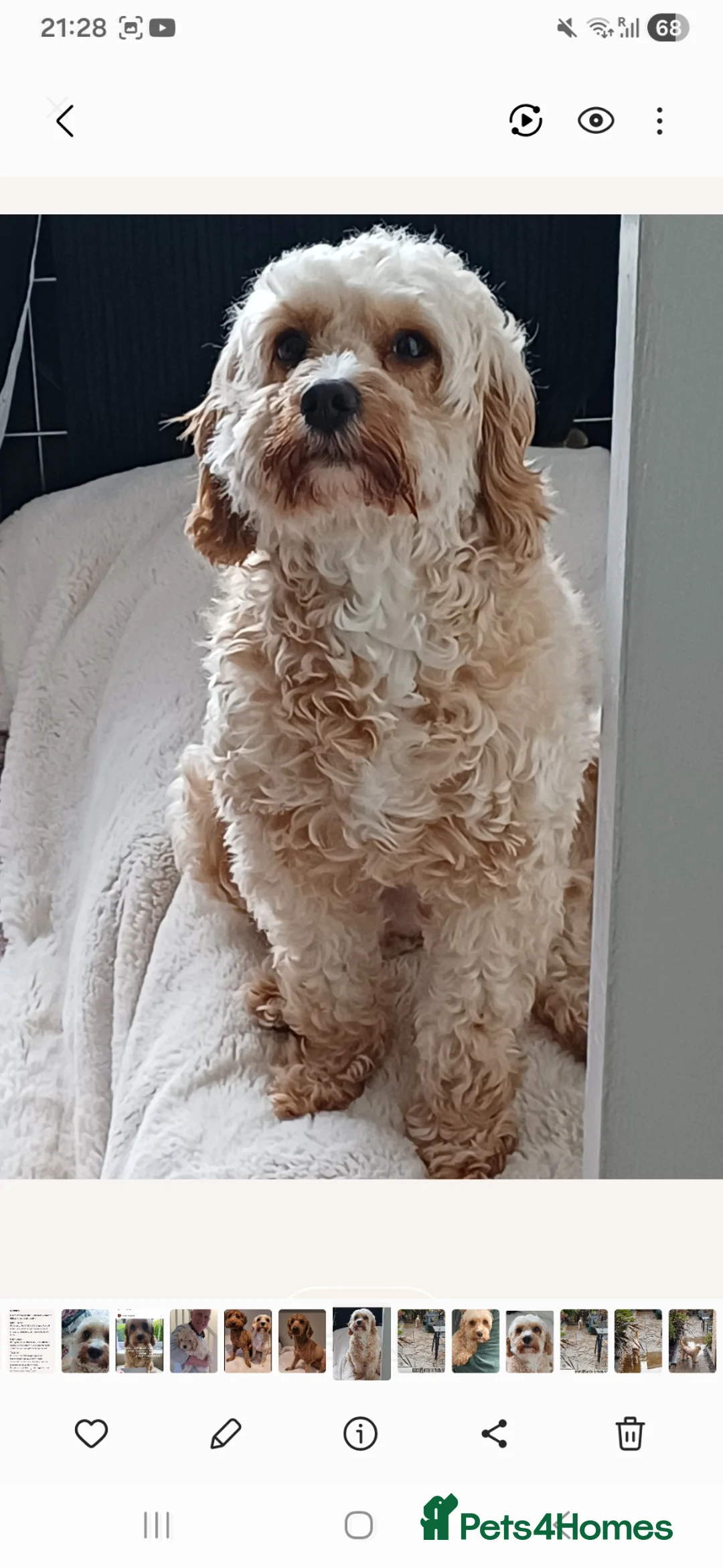 Cavapoo dogs for sale: HEALTH TESTED PARENTS. ETHICAL,STRUCTURED BREEDING - Advert 6