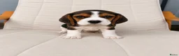 Beagle dogs for sale: Beautiful KC Registered Beagle’s  - Advert 3