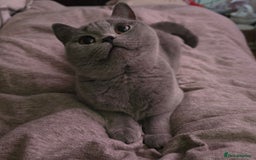 British Shorthair cats for sale: Gorgeous blue girl - rare opportunity - Image 5