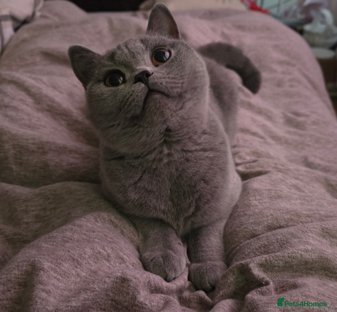 British Shorthair cats for sale: Gorgeous blue girl - rare opportunity - Image 5