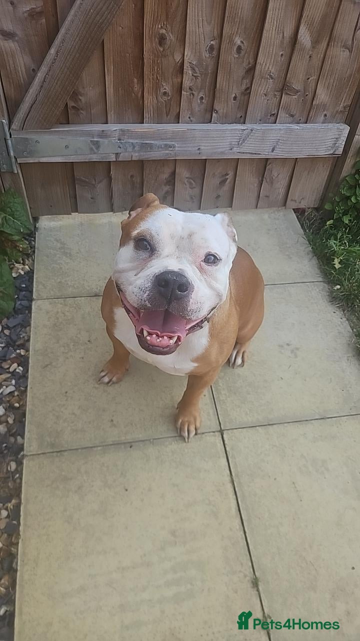 Staffordshire Bull Terrier dogs Beautiful luna looking for a home  - Advert 1