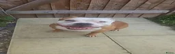Staffordshire Bull Terrier dogs for sale: Beautiful luna looking for a home  - Advert 1