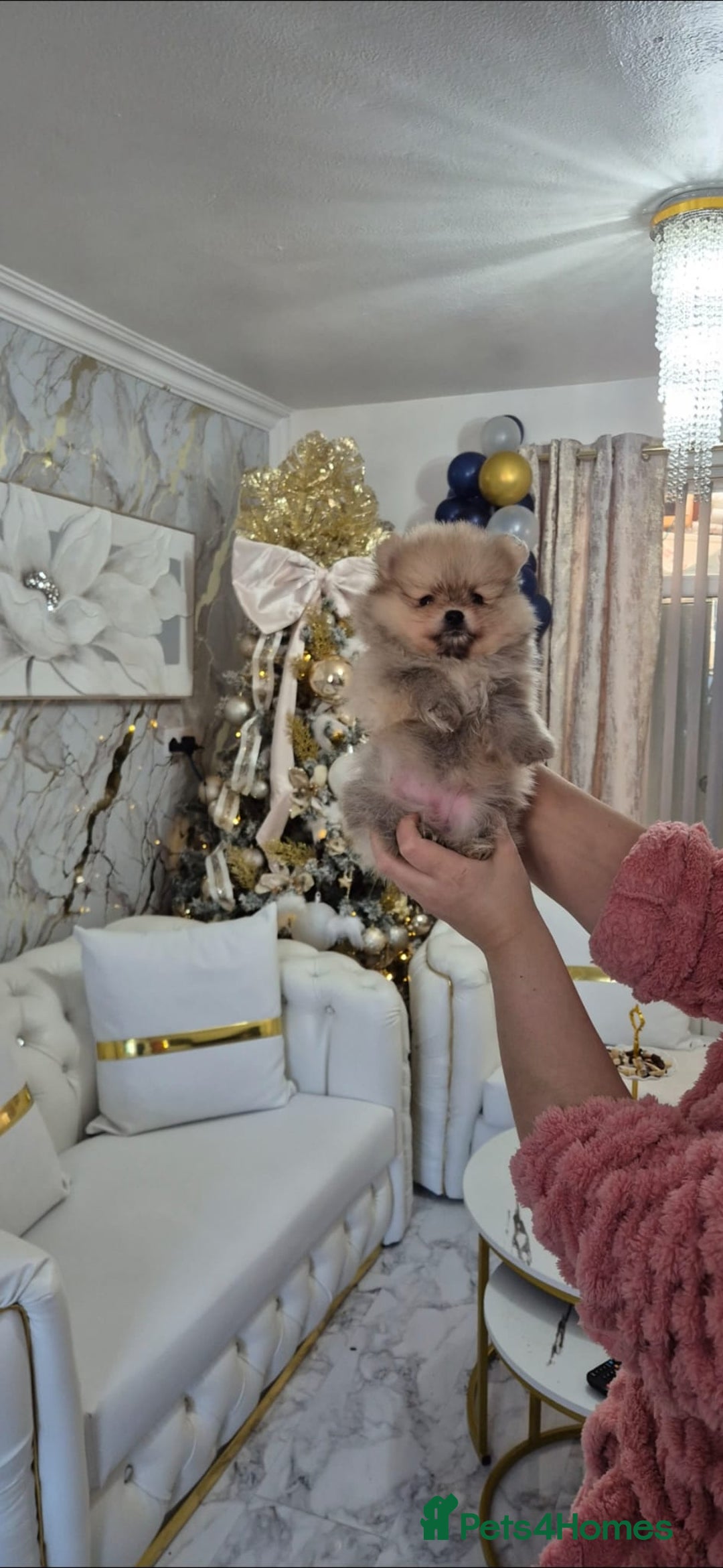 Pomeranian dogs for sale: Teddy bear pomeranian - Advert 3