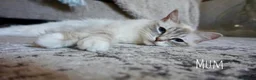 Ragdoll cats for sale: X5 Beautiful Ragdoll X Kittens - Advert 17
