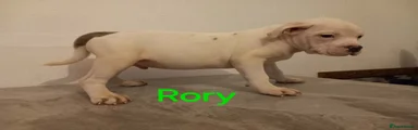 roroy