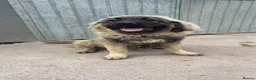 Caucasian Shepherd Dog dogs for sale: Caucasian shepherd  - Advert 4