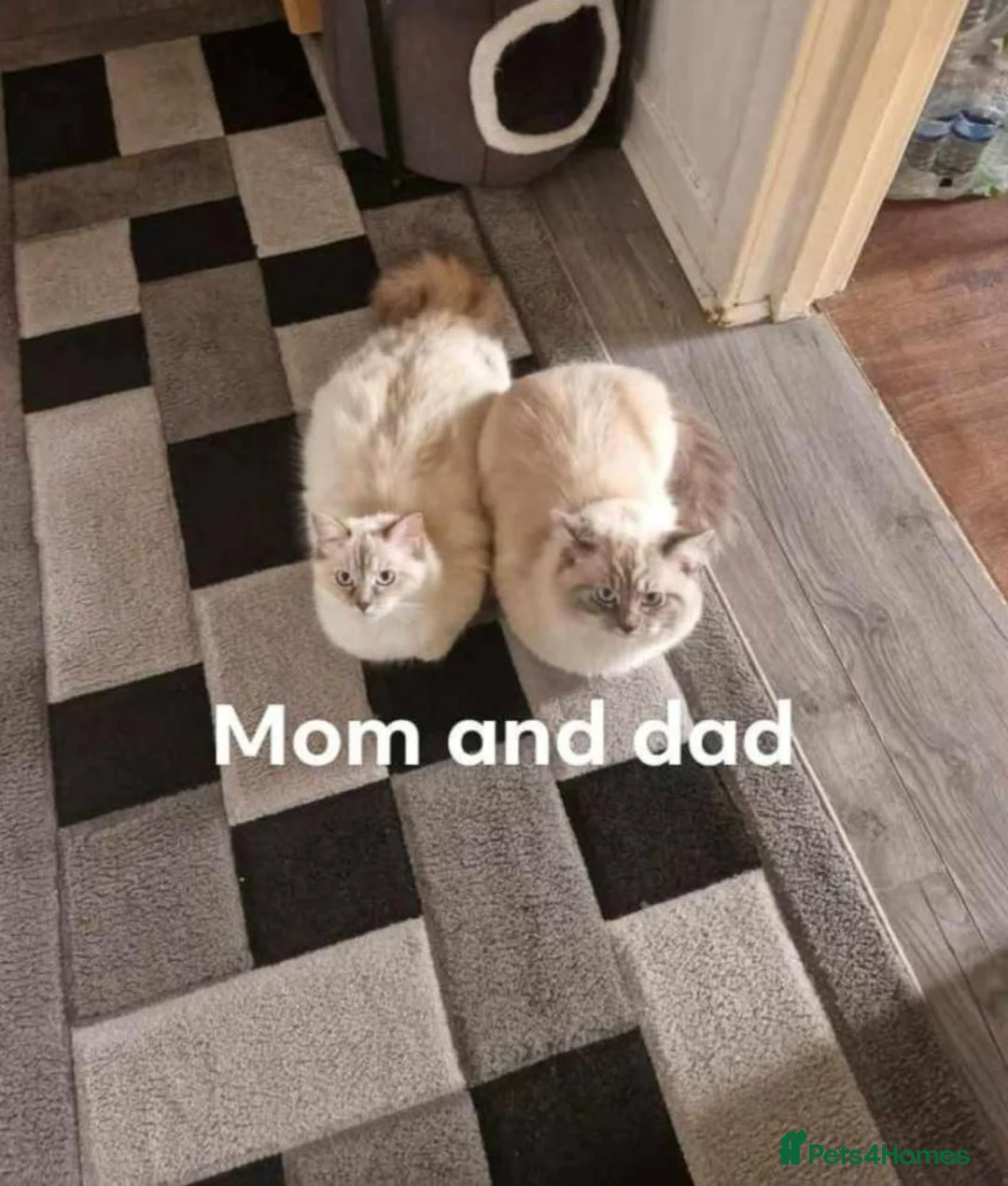 Ragdoll cats for sale: Gorgous flamepoint ragdoll  - Advert 5