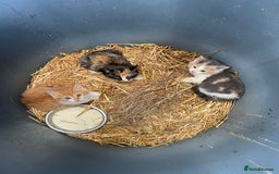 Mixed Breed cats for sale: Farm kittens for sale - Image 1