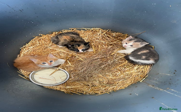 Mixed Breed cats - Advert 2