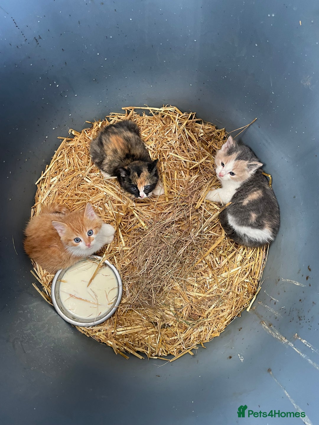 Mixed Breed cats for sale: Farm kittens for sale - Image 1