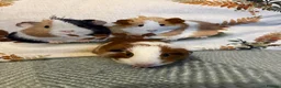 Guinea Pig rodents for sale: Father and Son Male Guinea Pigs for Adoption - Advert 8