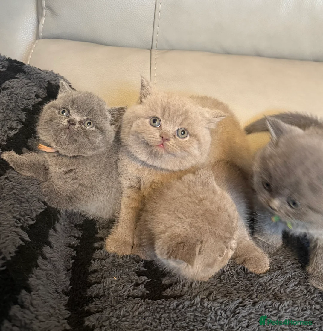 British Shorthair cats for sale: British blue shorthair kittens  - Advert 3