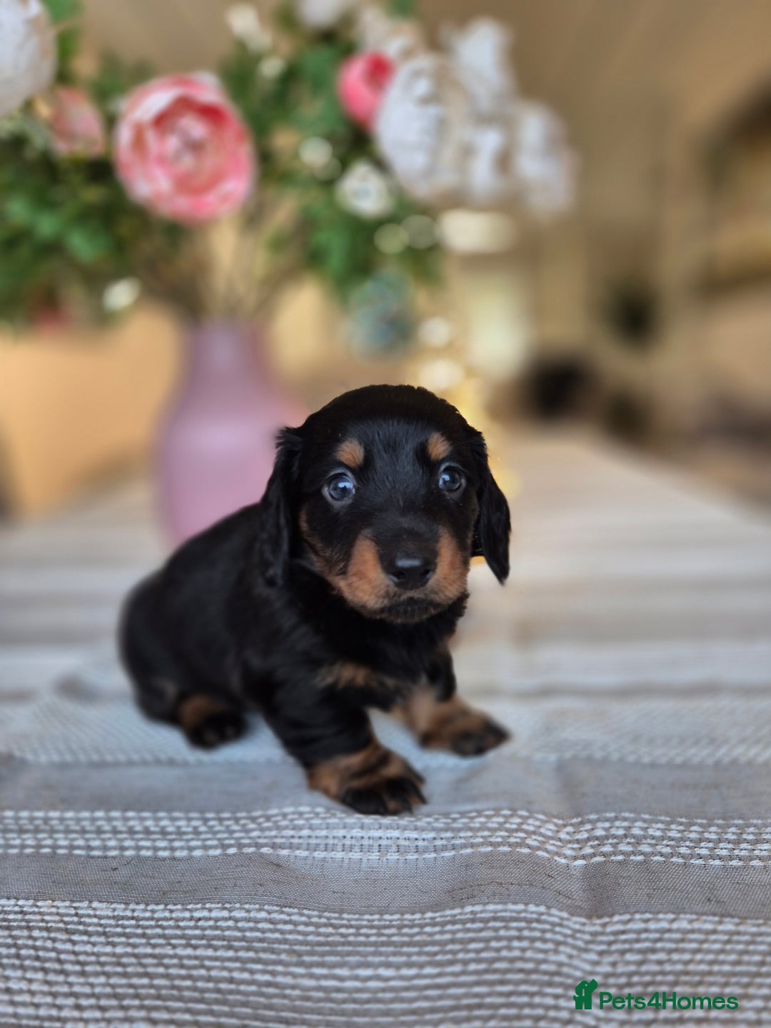 Dachshund dogs for sale: 💙Miniature Dachshund puppies! First litter!🩷  - Advert 7