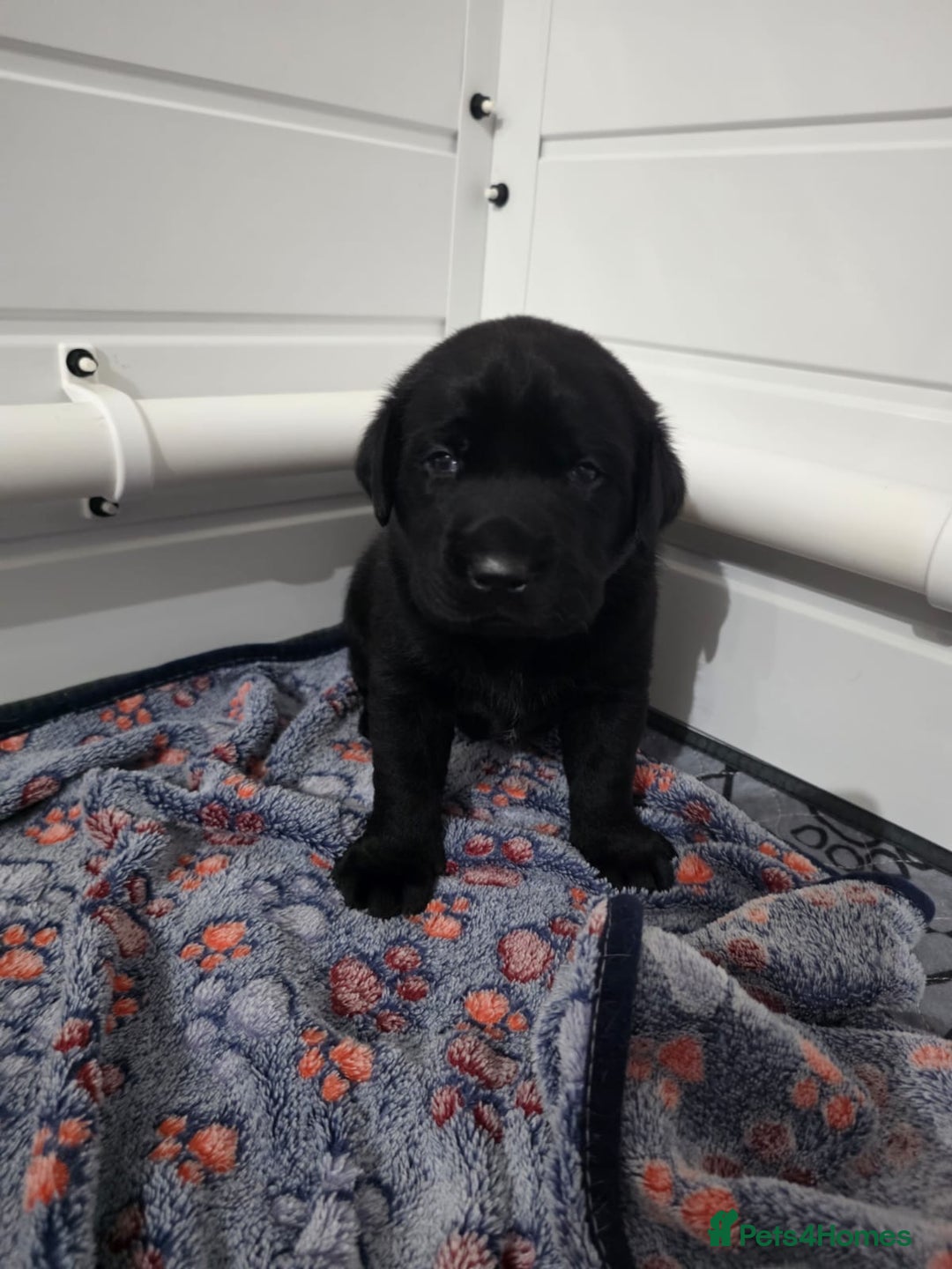 Labrador Retriever dogs for sale: Labrador puppies - Advert 17